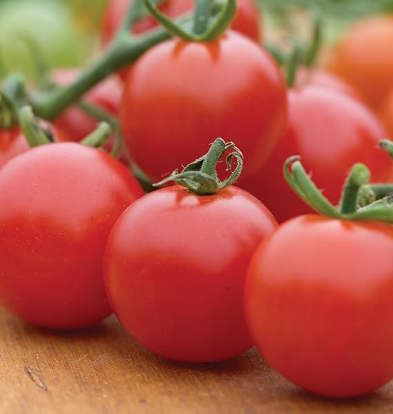 Tomato Solanum Lycopersicum Cherry Vegetable Seeds for Planting – Sweet and Juicy Variety for Home Garden and Patio Growing
