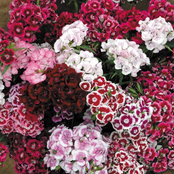 Dianthus Barbatus Sweet William Seeds for Planting in Flower Bed & Garden
