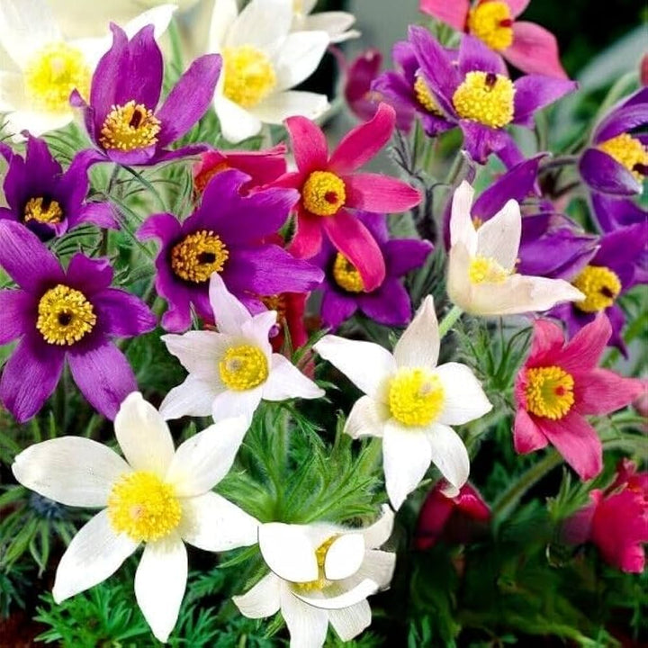 Mix Pulsatilla Pasque Flower Seeds – Heirloom Non-GMO Garden Blooms for Landscaping