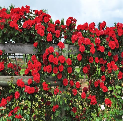 Red Climbing Rose Flower - Heirloom, Non - Gmo Seeds