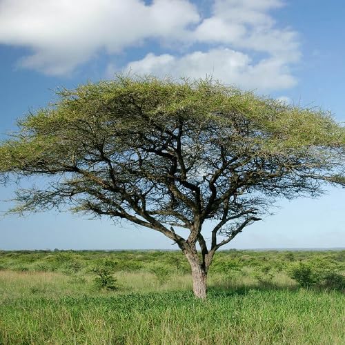 Green Acacia Tortilis Tree - Heirloom, Non - Gmo Seeds