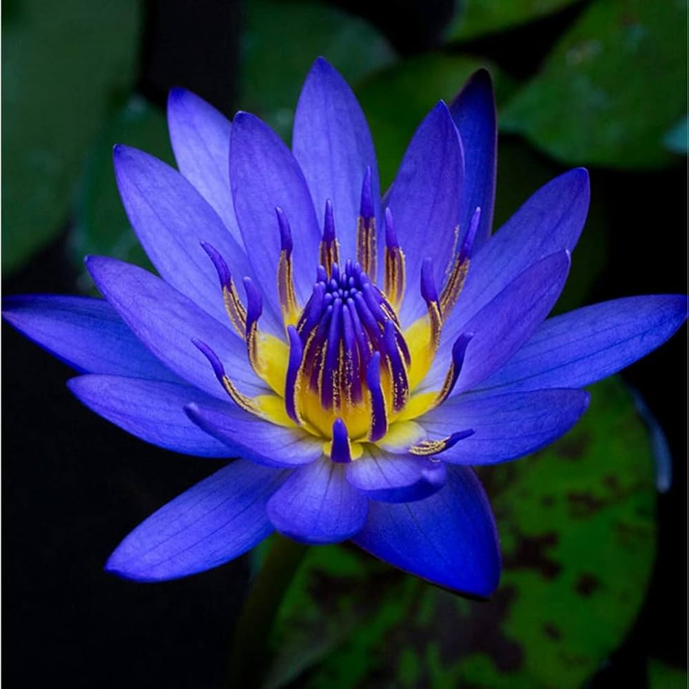 Water Lily Nymphae Nouchali (Blue) Seeds