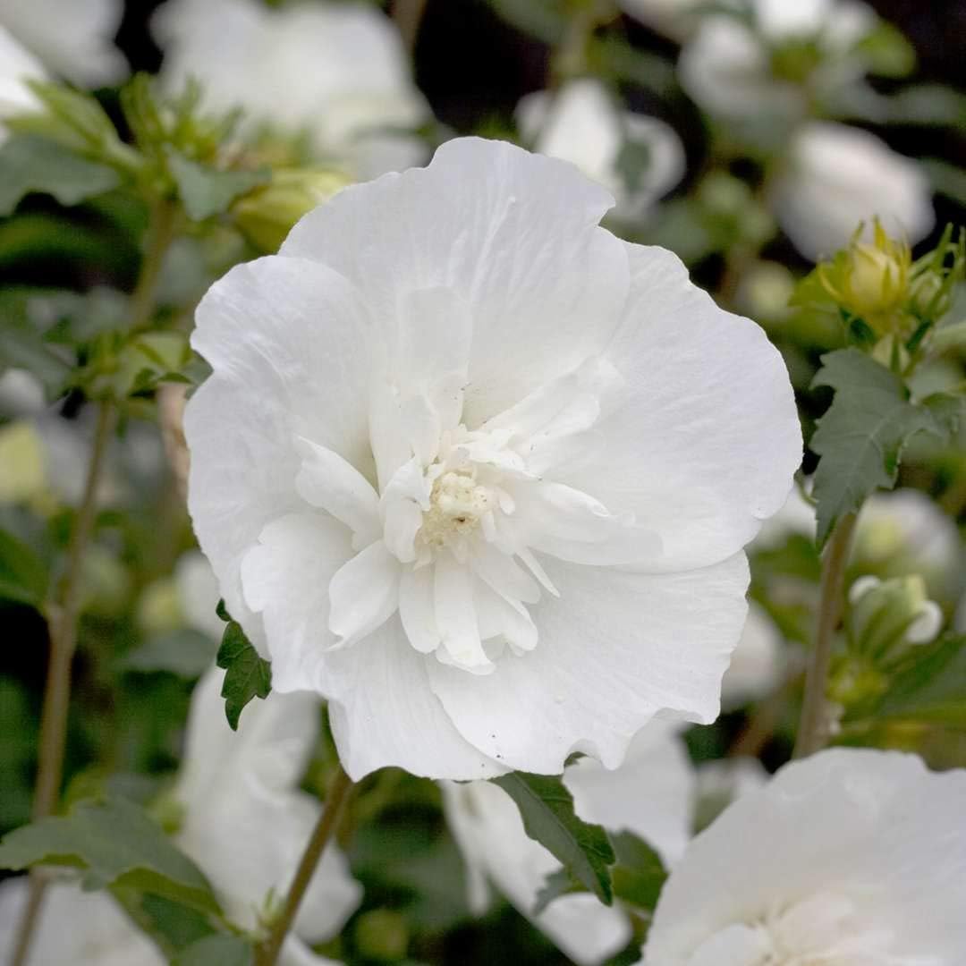 Sharon Flower Seeds for Planting, Heirloom, Non-GMO, 100 for planting in home garden