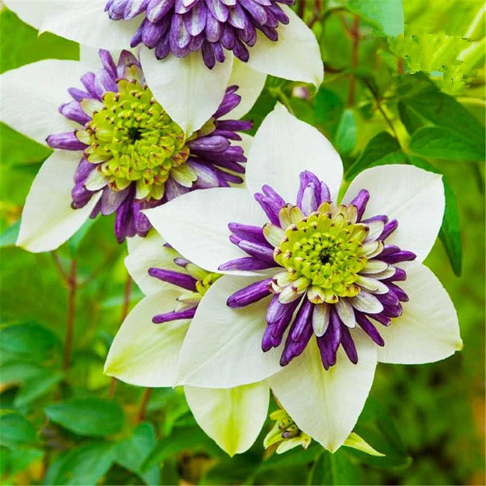 Mixed Clematis bonsai flowering seeds