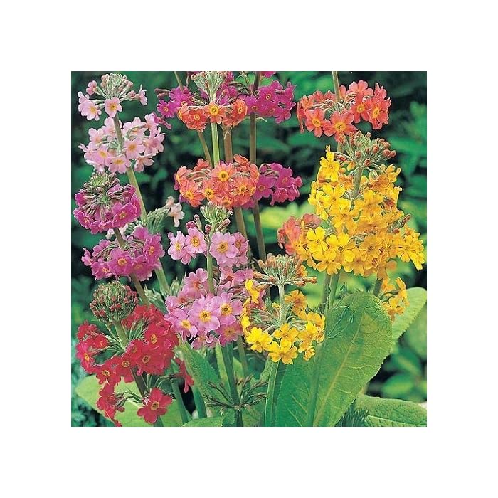 Primula Candelabra Mixed