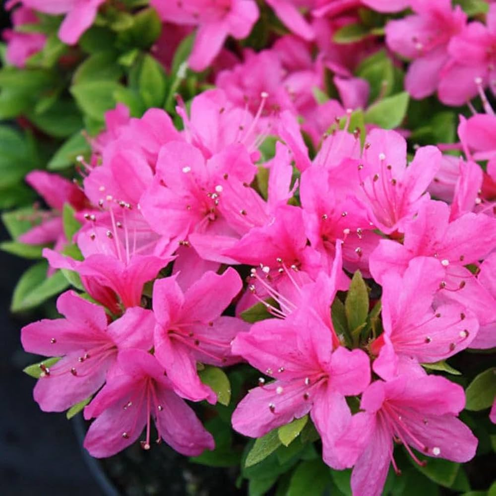 Azalea Rhododendron Species Mixed Flower Seeds for Planting – 22 Types Bonsai Blend for Balcony and Decorative Gardens