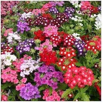Yellow Verbena Didyma Flower Seeds for Garden - NON GMO Seeds Dhara Seeds