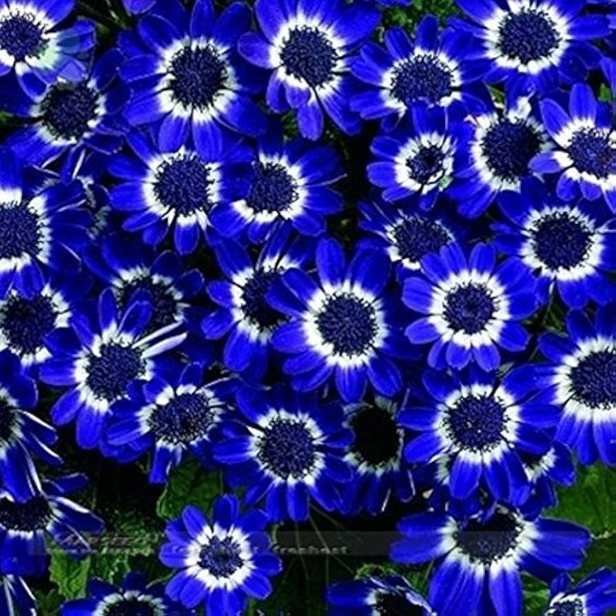 Blue Daisy Seeds – Hardy Plants for Exotic, Decorative Garden Flowers