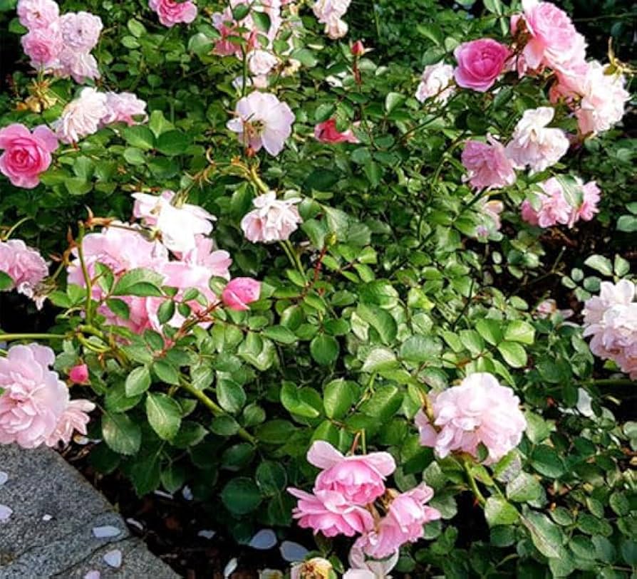 Rare Chinese Rose Rosa chinensis Seeds for Planting for Flower Garden