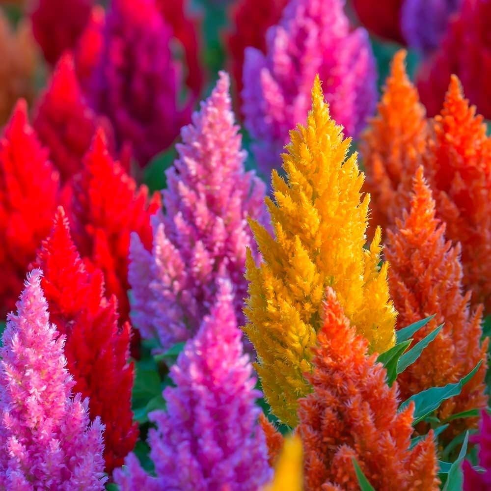 Silver Celosia Mixed Color Ridge Seeds for Planting for Flower Bed