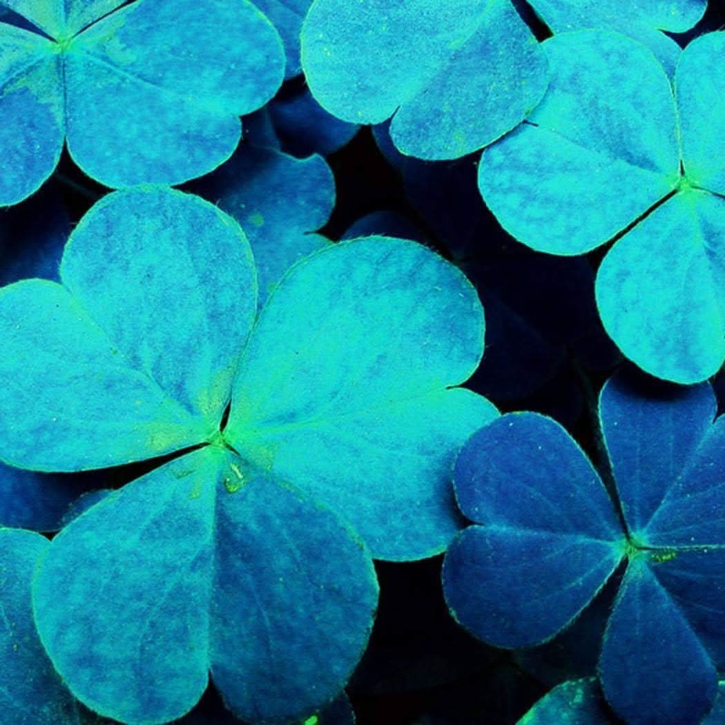 Sky Blue Leaf Clover Plant Seeds - Lucky Clover Garden Seeds -Heirloom & Non-GMO Seeds for planting Scientific Name Placeholder for planting in home garden