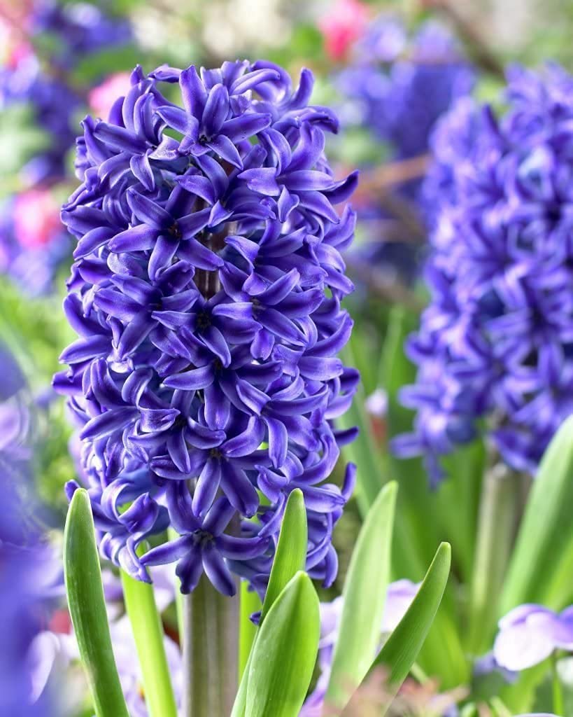 Delft Blue Grape Hyacinth Muscari Flower Seeds for Planting