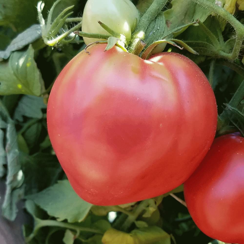 Giant Red Oxheart Tomato Seeds – Heirloom, Large Oxheart Tomatoes for Your Garden