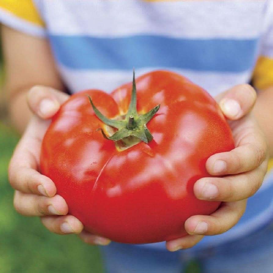 Large Tomato Solanum Lycopersicum Vegetable Seeds for Planting in Kitchen Garden and Backyard Beds
