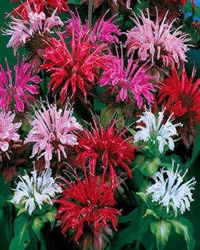 Organic Mixed Panorama Flower Seeds for Planting – Heirloom, Non-GMO