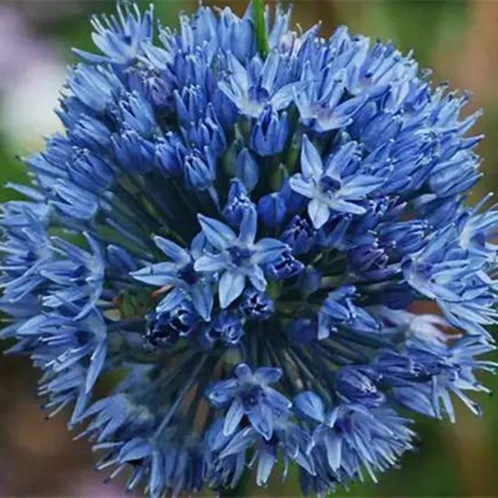 Allium Giganteum Onion Flower Seeds