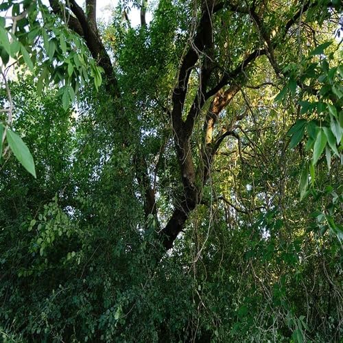 Green Ash Tree - Heirloom, Non - Gmo Seeds