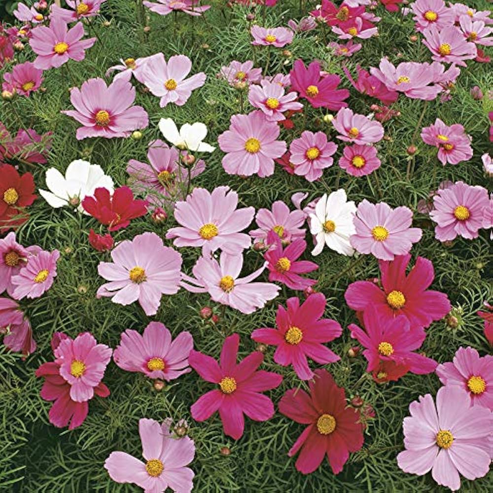 Cosmos Flower Seeds for Planting Cosmos bipinnatus for Home Garden and Backyard Border