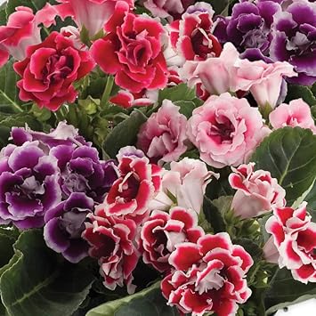 Multi-Color Gloxinia Flower Seeds, Heirloom, Non-GMO Seeds for Planting seeds for planting in home garden