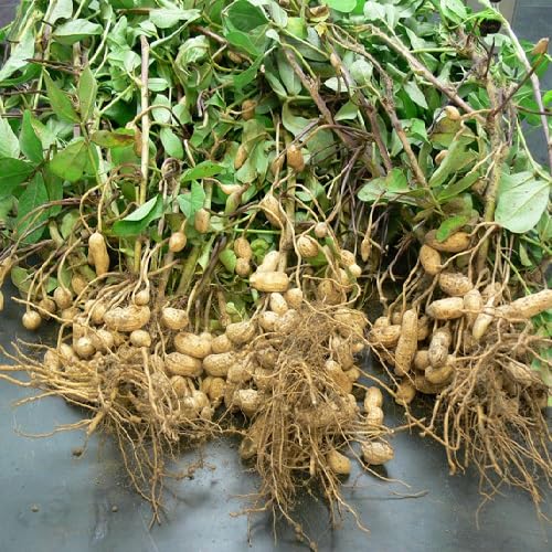 Green Peanut - Heirloom, Non - Gmo Seeds