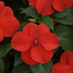 Bright red Adonis flower seeds for garden planting