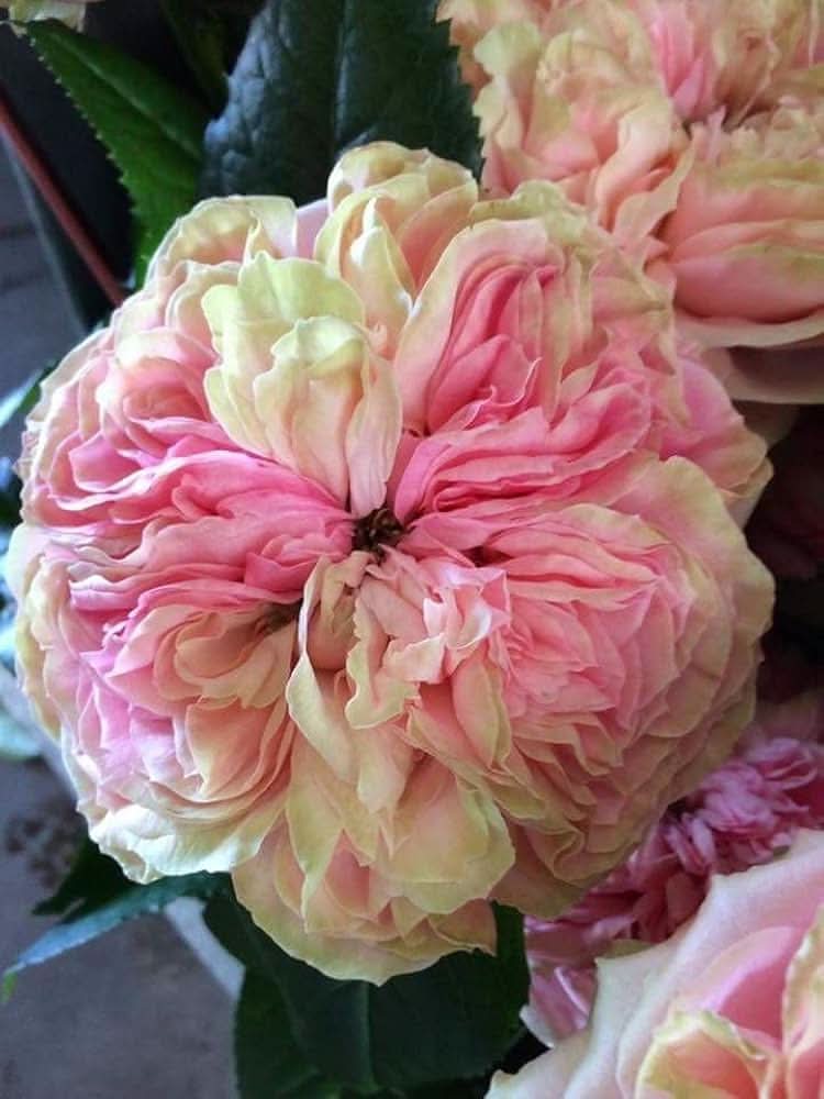 Chinese Climbing Rose Rosa Chinensis Flower Seeds for Home trellises and backyard gardens