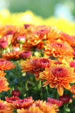 Chrysanthemum Flower Seeds Yellow Red for Planting NON GMO Seeds Dhara Seeds