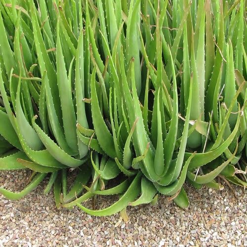 Green Aloe Vera - Heirloom, Non - Gmo Seeds
