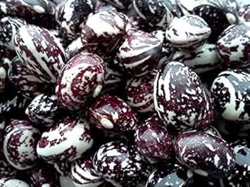 Green Stallard Bean Phaseolus vulgaris seeds for garden planting