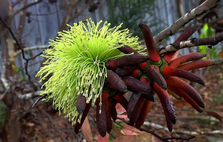 Eucalyptus Lehmannii Flower Seeds for Planting and Gardening