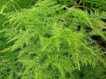 Asparagus Plumosa fern seeds for garden planting