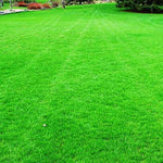 Lawn grass seeds for green lawn garden