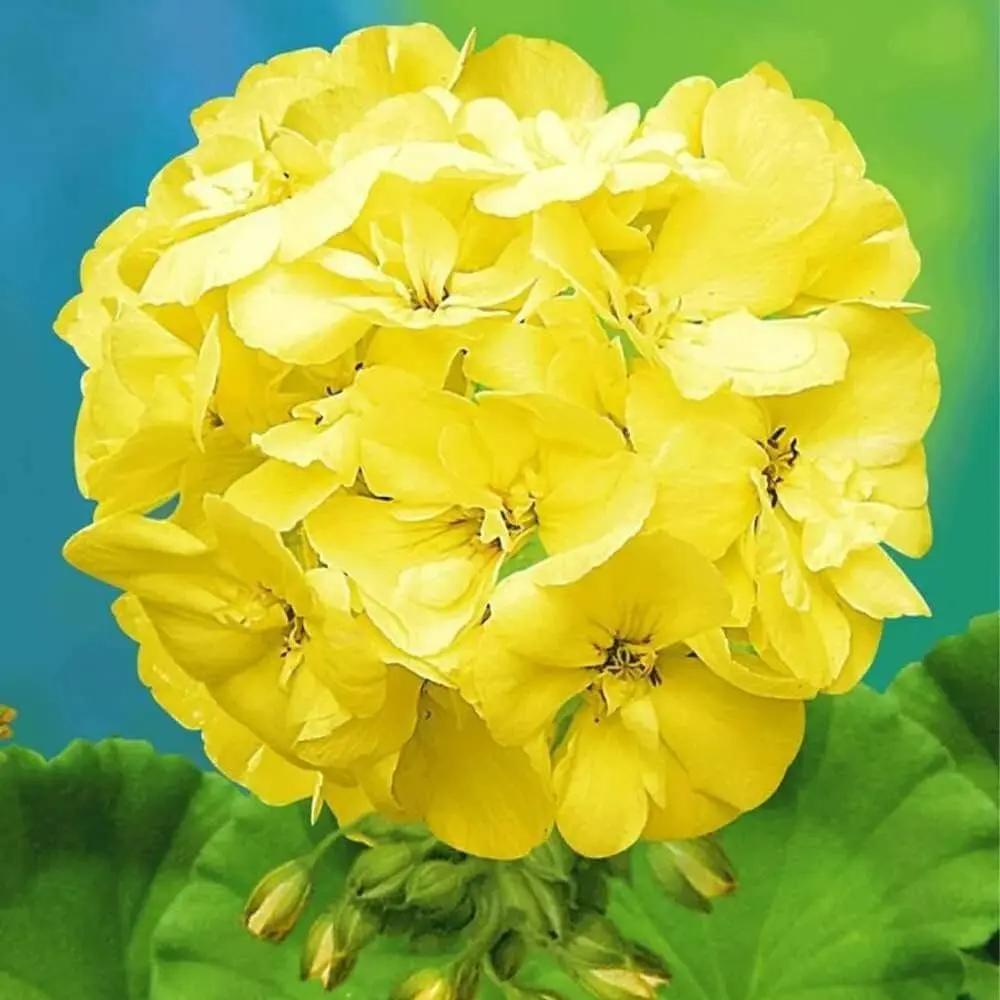 Thick Yellow Geranium Flower Seeds for Planting - Heirloom & Non-GMO Seeds for Home Garden for planting in home garden