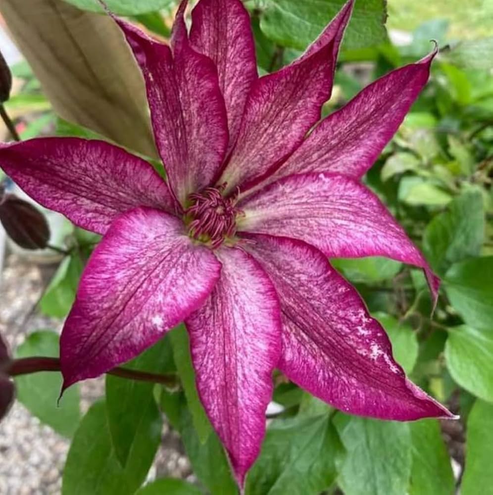 Clematis Flower Seeds - pcs Mix for DIY Home Garden Bonsai & Beauty Projects