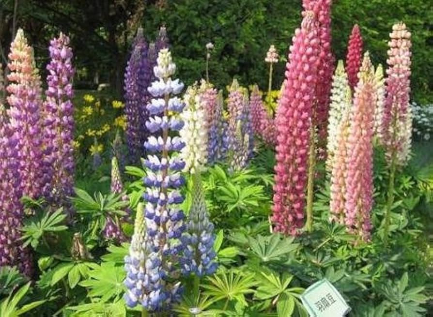 Rainbow Lupine Seeds – Pieces for Vibrant Multi-Colored Lupine Blooms