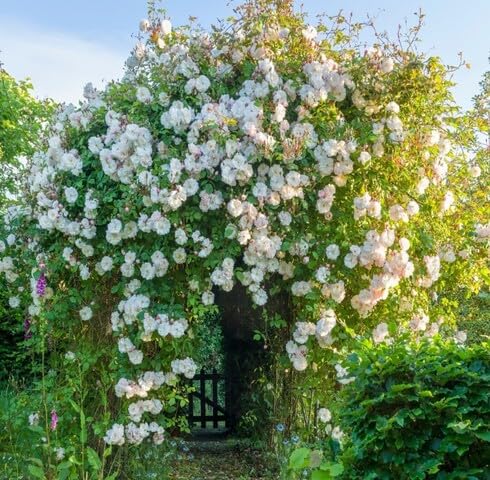 White Climbing Rose Flower - Heirloom, Non - Gmo Seeds