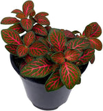 Red Fittonia Verschaffeltii Plant Seeds for Planting - Non GMO & Heirloom Seeds for planting in home garden