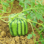 Square watermelon – geometric fruit seeds for planting