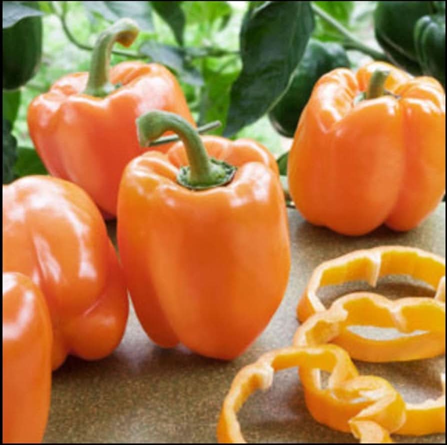 Heirloom - Orange for planting in home garden