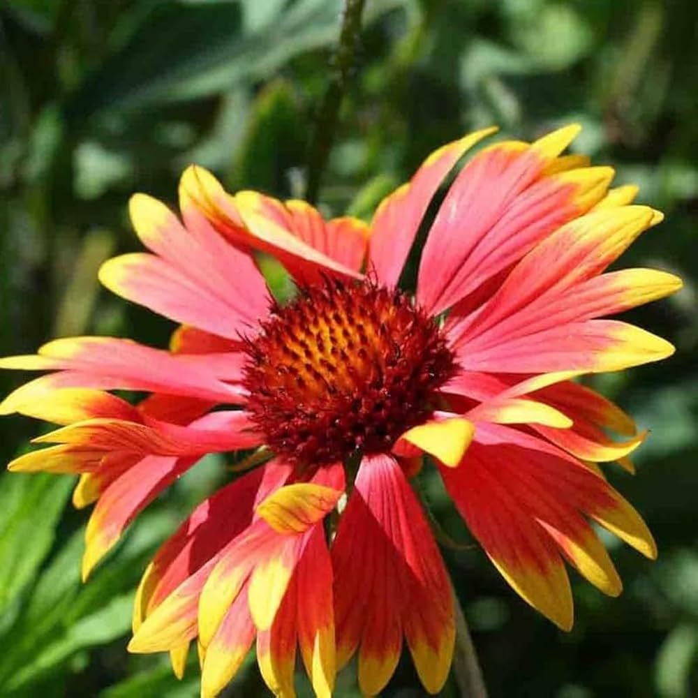 Blanket flower Seeds