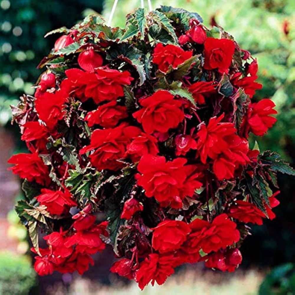 Begonia Begonia semperflorens flower seeds for planting in indoor pots