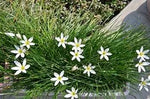 Zephyranthes Candida Flower Seeds for Planting - NON GMO Seeds for planting in home garden