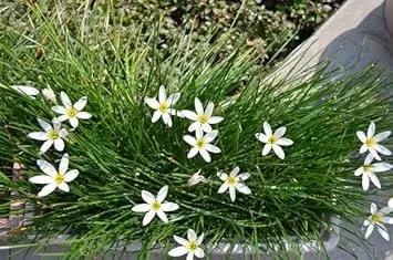 Zephyranthes Candida Flower Seeds for Planting - NON GMO Seeds for planting in home garden
