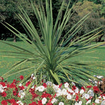 Dracaena Spike seeds for ornamental grass-like garden use
