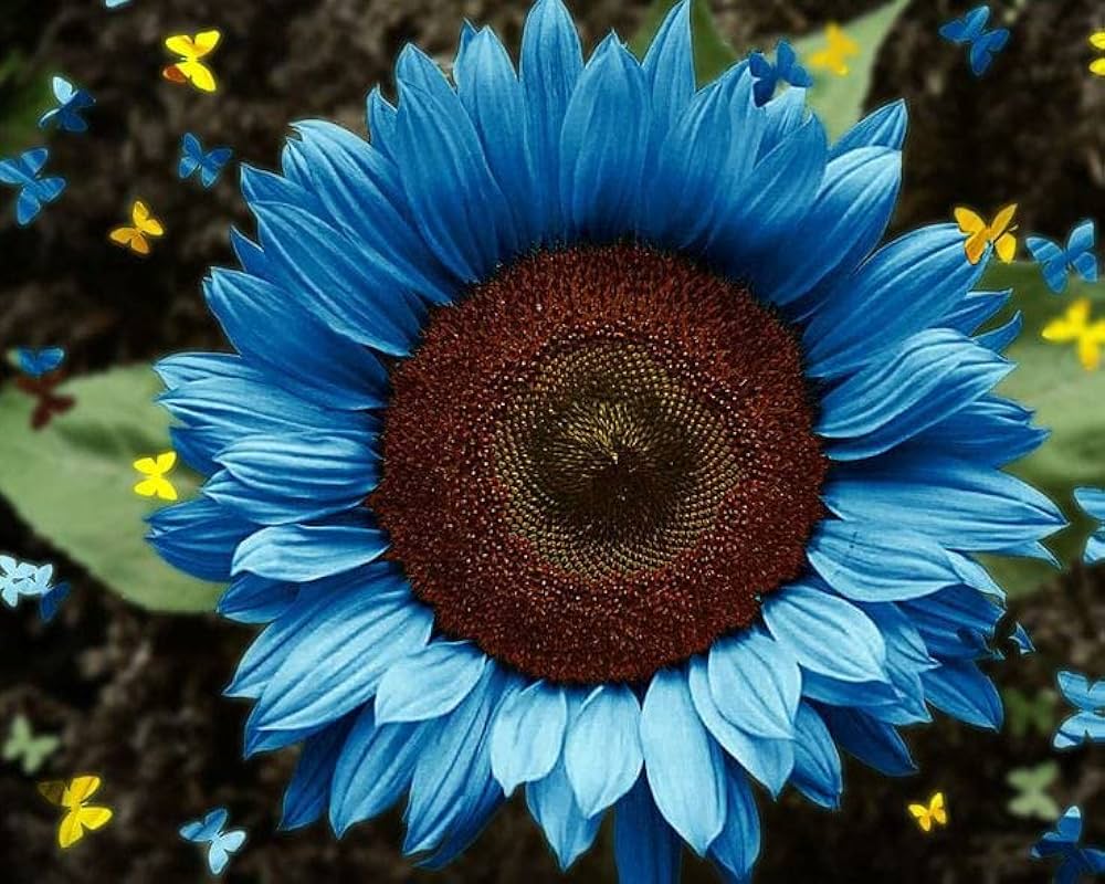 Heirloom Sky Blue Sunflower Seeds for Planting – Non-GMO, Rare Flower Seeds for Home Garden for planting in your garden.