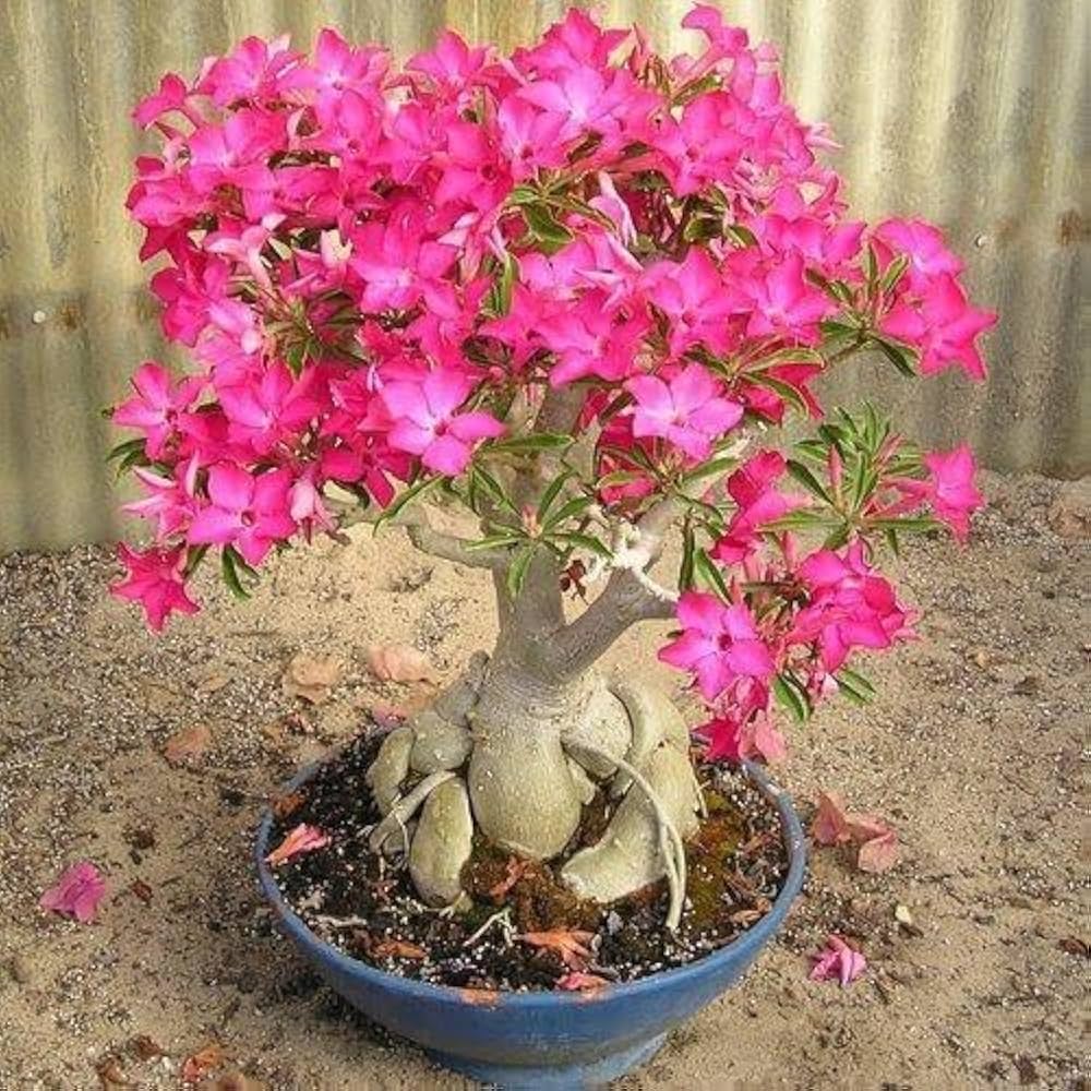 Adenium Desert Rose – Adenium obesum – for planting in bonsai indoor garden