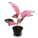 Aglaonema 'Pink Dud' (Aglaonema spp.) seeds for indoor garden planting