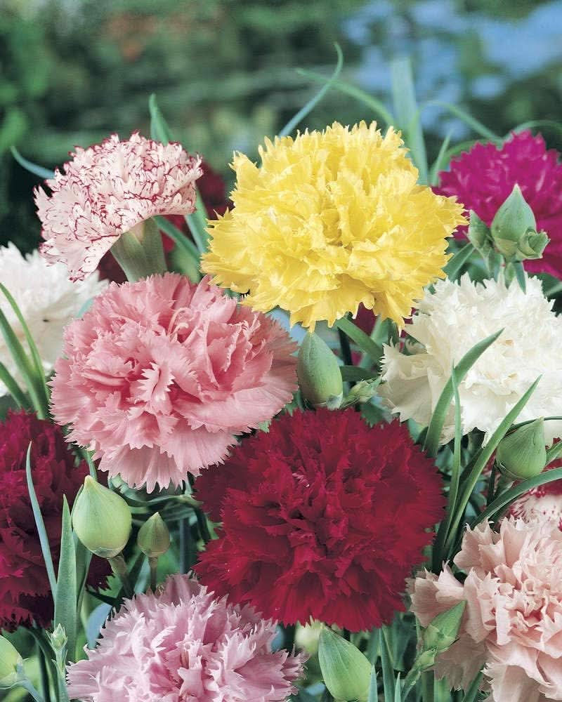 Carnation Dianthus caryophyllus flowering seeds for indoor pots and vertical gardens