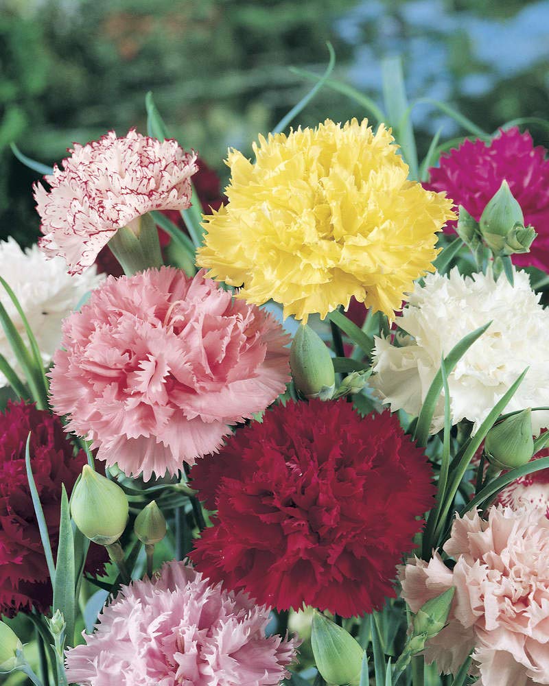 Carnation Chabaud Orange – Dianthus caryophyllus – vibrant garden planting