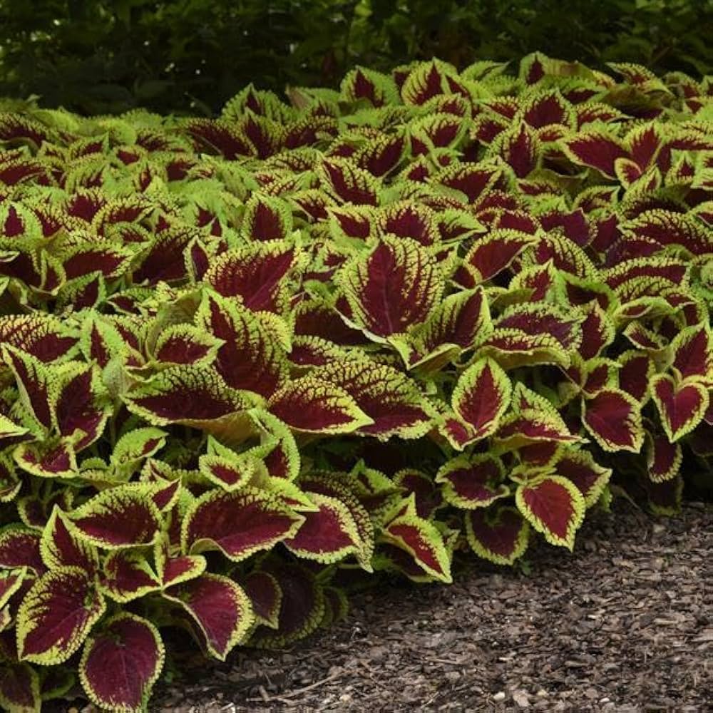 Coleus Wizard Coral Sunrise Seeds for Planting flower bed